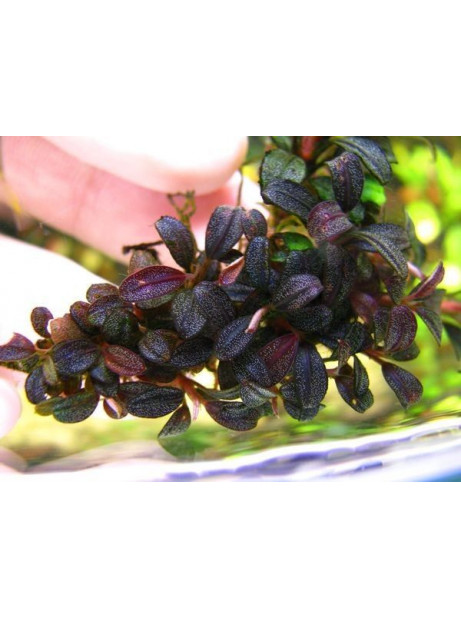 Bucephalandra brownie purple