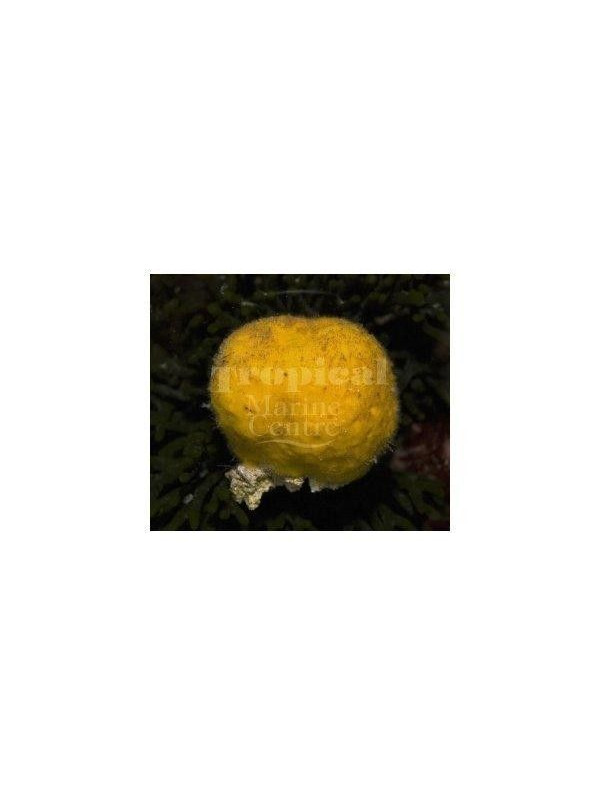 cinachyrella spp sponja amarilla