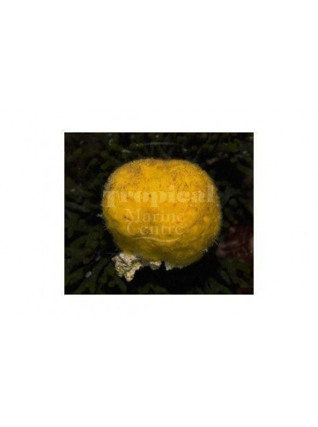cinachyrella spp sponja amarilla