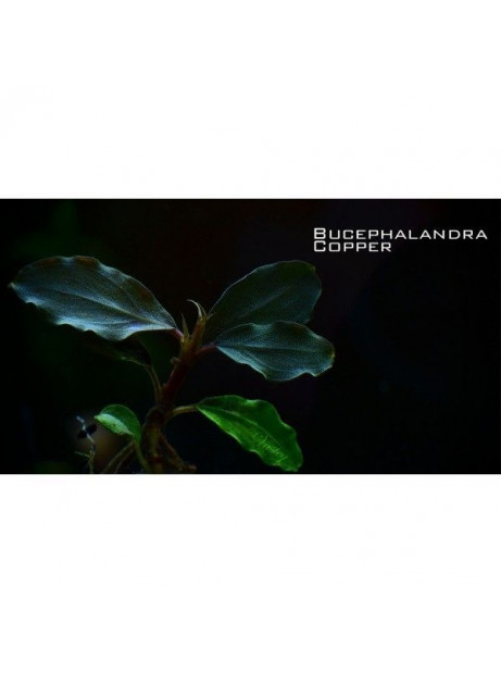 Bucephalandra cooper
