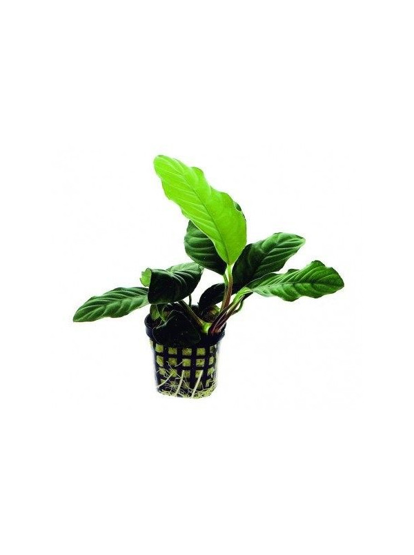 Anubias barteri  coffeefolia