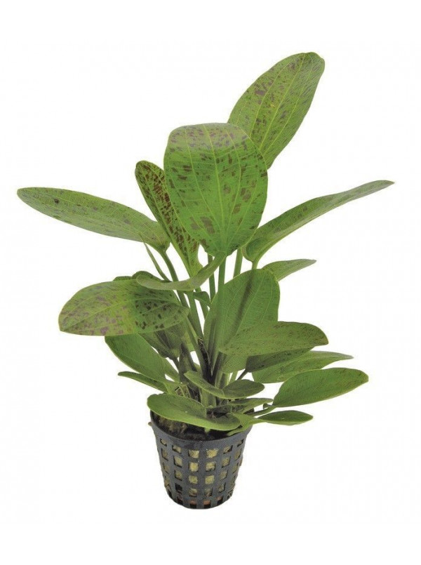 Echinodorus ozelot green
