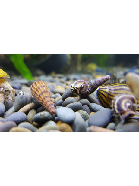 Tylomelania king snail