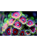 Corales-Plantasygambas.com
